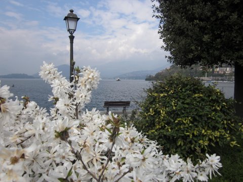 luino